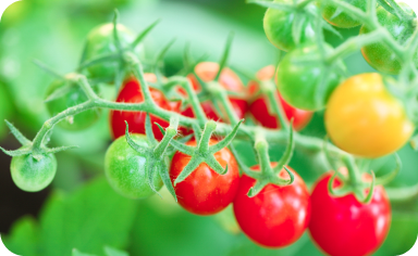菜園がある場合は獲れたての食材を使用する献立を立案